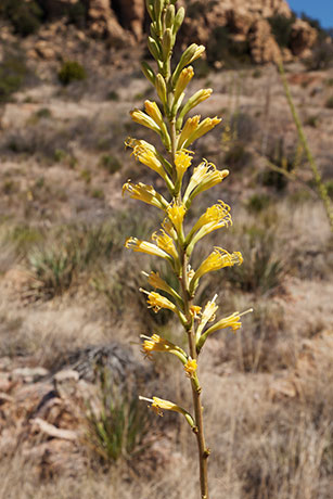 Schott's Century Plant Agave schottii Shindagger Amole 