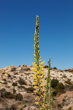 Schott's Century Plant Agave schottii Shindagger Amole 