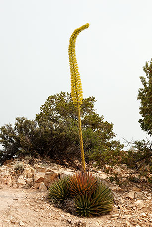 Utah Agave Agave utahensis 
