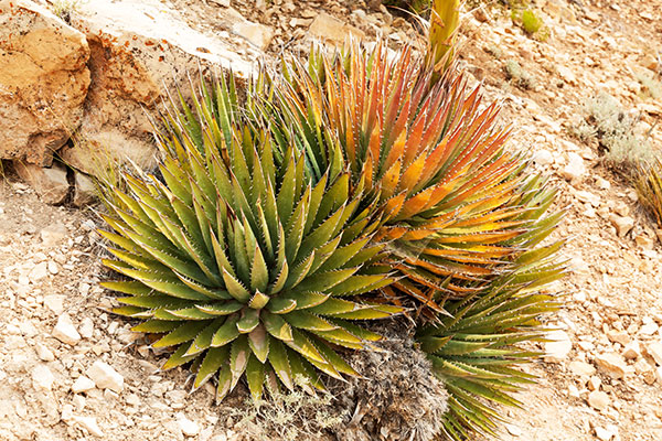 Utah Agave Agave utahensis 