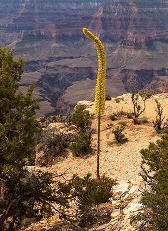 Utah Agave Agave utahensis 