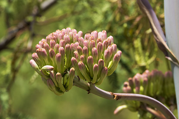 Palmer Agaves Agave palmeri