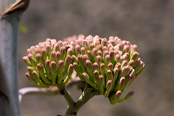 Palmer Agaves Agave palmeri