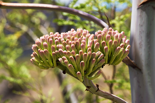 Palmer Agaves Agave palmeri