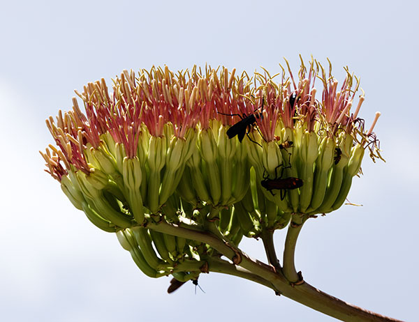 Palmer Agaves Agave palmeri