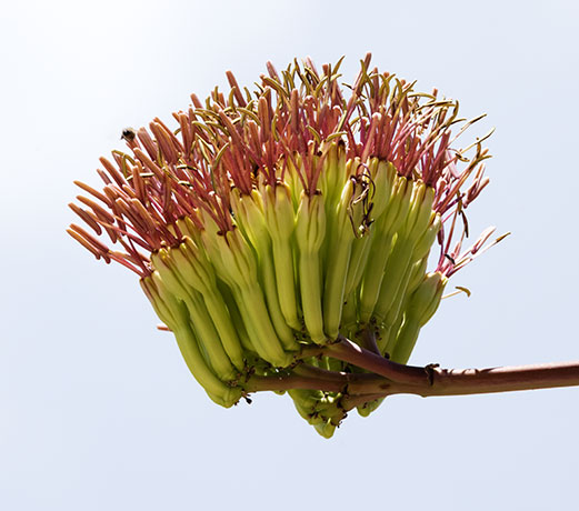 Palmer Agaves Agave palmeri