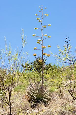 Palmer Agaves Agave palmeri