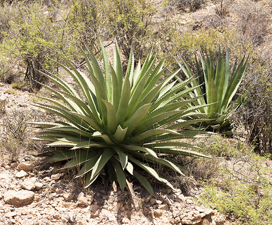 Palmer Agaves Agave palmeri