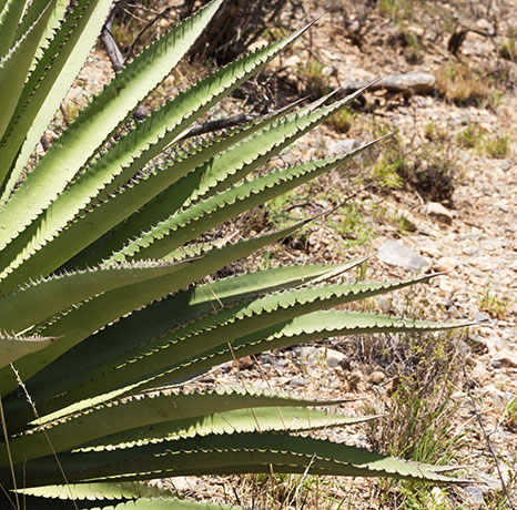 Palmer Agaves Agave palmeri