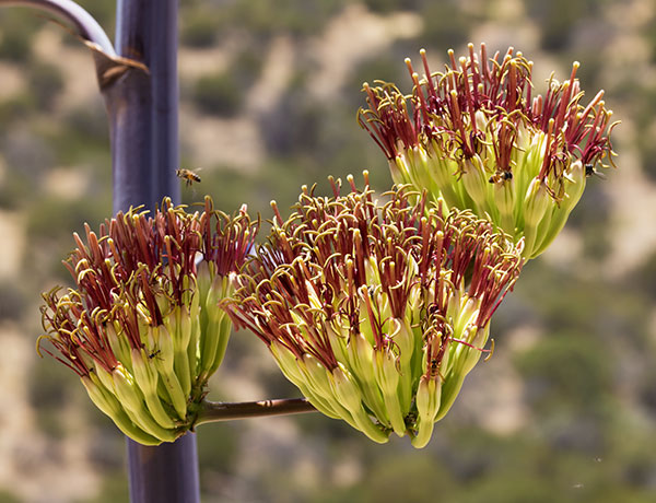 Palmer Agaves Agave palmeri