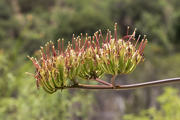 Palmer Agaves Agave palmeri