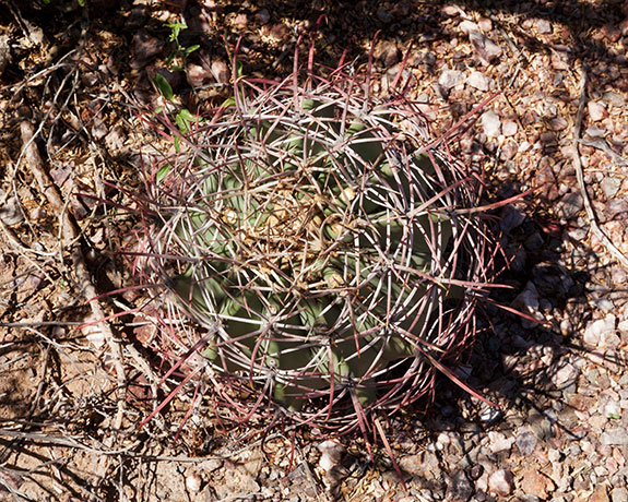 Emory's Barrel Cactus Ferocactus emoryi (Coville's Barrel Sonoran Barrel Ferocactus covillei)