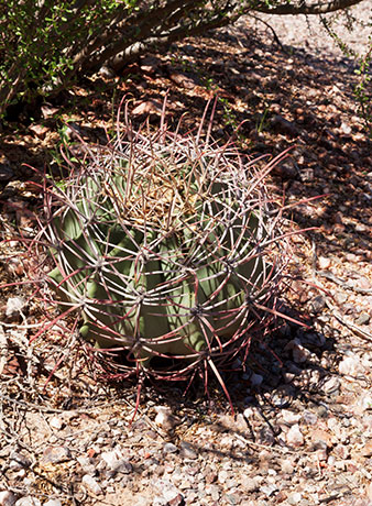 Emory's Barrel Cactus Ferocactus emoryi (Coville's Barrel Sonoran Barrel Ferocactus covillei)