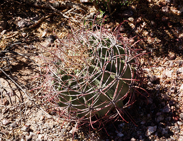 Emory's Barrel Cactus Ferocactus emoryi (Coville's Barrel Sonoran Barrel Ferocactus covillei)