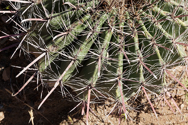 Fishhook Barrel Cactus Ferocactus wislizeni (Compass Barrel Arizona Barrel Ferocactus wislizenii) 