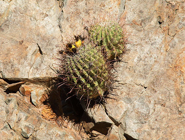 Fishhook Barrel Cactus Ferocactus wislizeni (Compass Barrel Arizona Barrel Ferocactus wislizenii) 