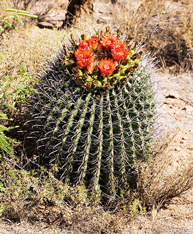 Fishhook Barrel Cactus Ferocactus wislizeni (Compass Barrel Arizona Barrel Ferocactus wislizenii) 