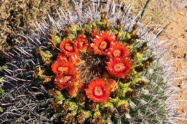 Fishhook Barrel Cactus Ferocactus wislizeni (Compass Barrel Arizona Barrel Ferocactus wislizenii) 