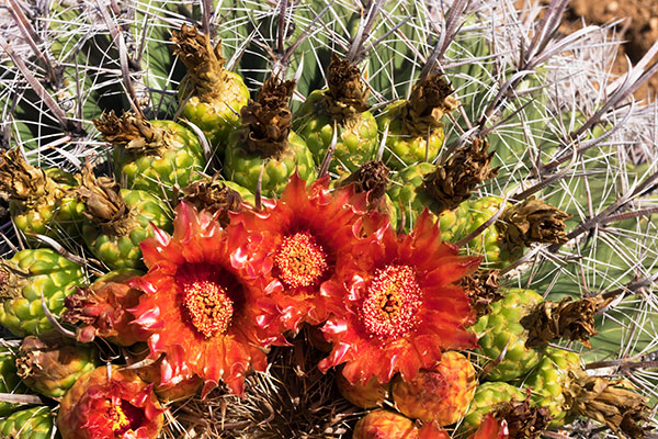 Fishhook Barrel Cactus Ferocactus wislizeni (Compass Barrel Arizona Barrel Ferocactus wislizenii) 