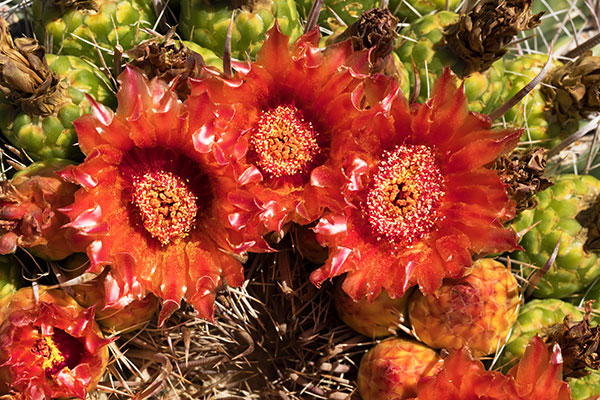 Fishhook Barrel Cactus Ferocactus wislizeni (Compass Barrel Arizona Barrel Ferocactus wislizenii) 