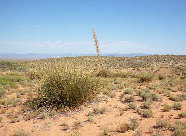 Beargrass Nolina microcarpa   