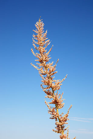 Beargrass Nolina microcarpa   
