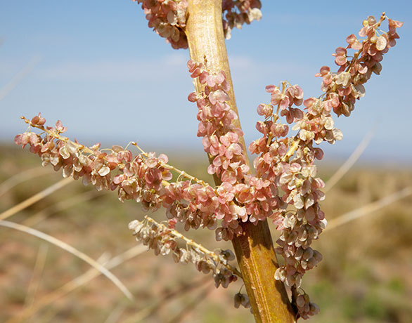 Beargrass Nolina microcarpa   