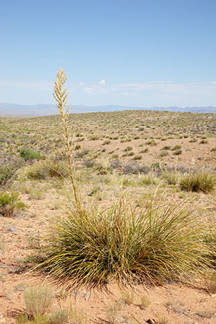 Beargrass Nolina microcarpa   