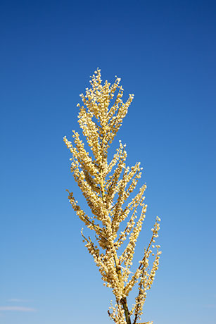 Beargrass Nolina microcarpa   