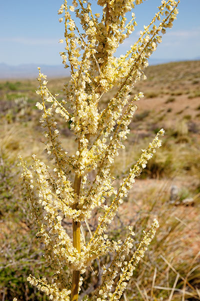 Beargrass Nolina microcarpa   