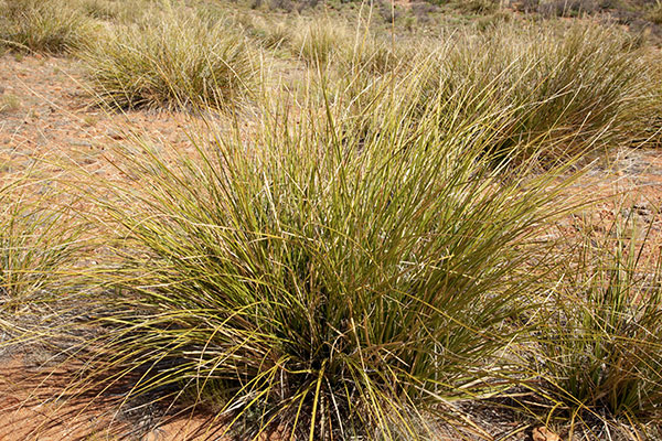 Beargrass Nolina microcarpa   