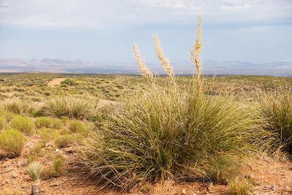 Beargrass Nolina microcarpa   
