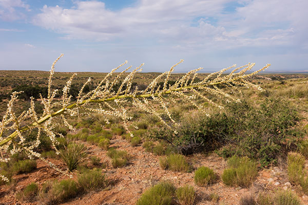 Beargrass Nolina microcarpa   