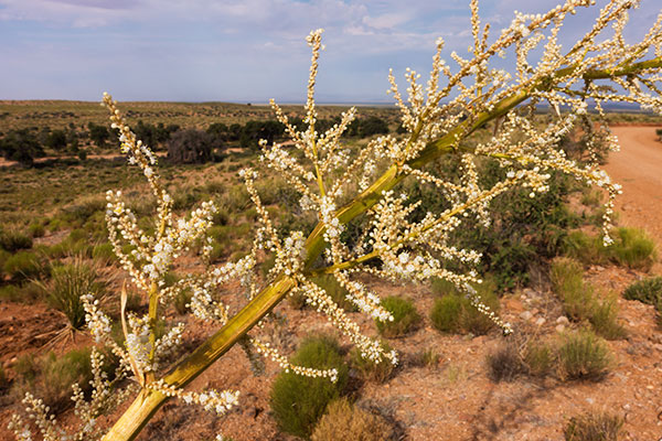 Beargrass Nolina microcarpa   