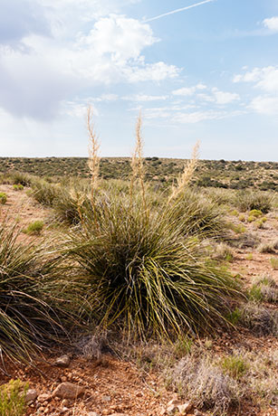 Beargrass Nolina microcarpa   