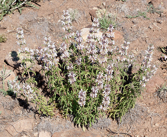 Lemon Beebalm Pagoda Plant Monarda citriodora  