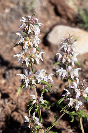 Lemon Beebalm Pagoda Plant Monarda citriodora 