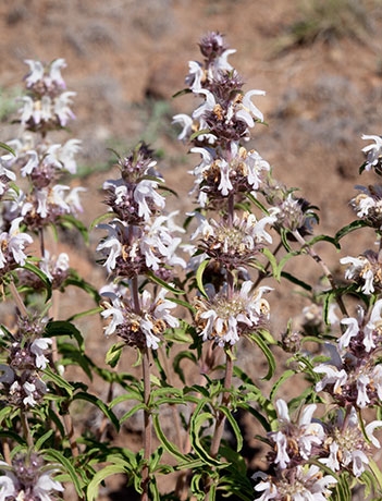 Lemon Beebalm Pagoda Plant Monarda citriodora 