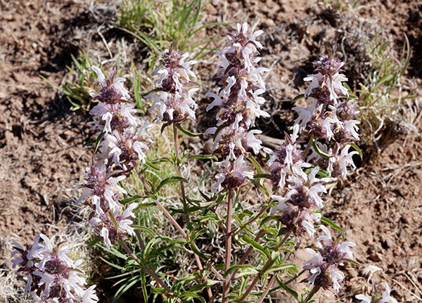 Lemon Beebalm Pagoda Plant Monarda citriodora  