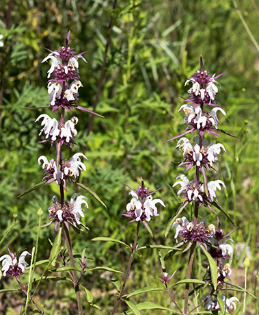 Lemon Beebalm Pagoda Plant Monarda citriodora 