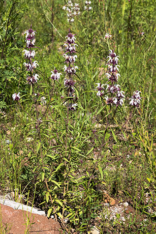 Lemon Beebalm Pagoda Plant Monarda citriodora 