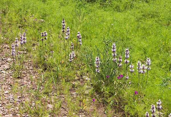 Lemon Beebalm Pagoda Plant Monarda citriodora 