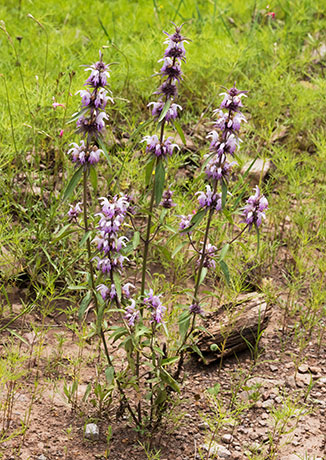 Lemon Beebalm Pagoda Plant Monarda citriodora 