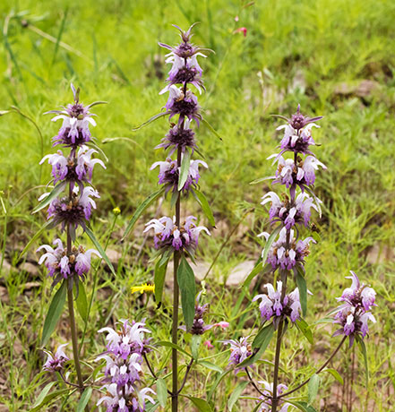 Lemon Beebalm Pagoda Plant Monarda citriodora 