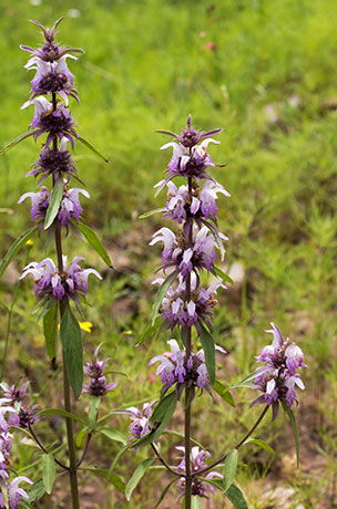 Lemon Beebalm Pagoda Plant Monarda citriodora 