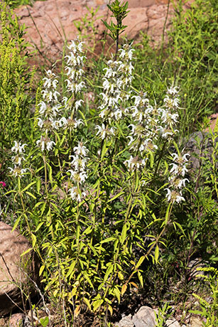 Lemon Beebalm Pagoda Plant Monarda citriodora 