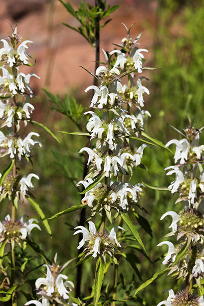 Lemon Beebalm Pagoda Plant Monarda citriodora 