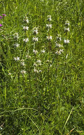Lemon Beebalm Pagoda Plant Monarda citriodora 