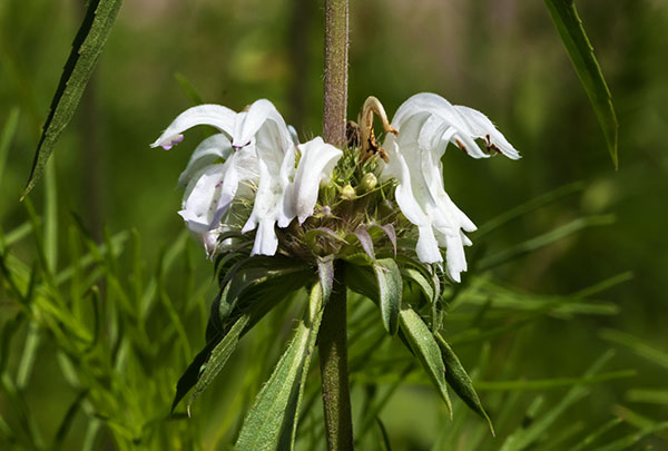 Lemon Beebalm Pagoda Plant Monarda citriodora 