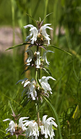 Lemon Beebalm Pagoda Plant Monarda citriodora 